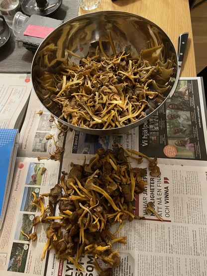 A large bowl filled with freshly picked mushrooms sits on a table, surrounded by additional mushrooms scattered on newspapers. A knife is placed nearby, and various items are visible in the background.