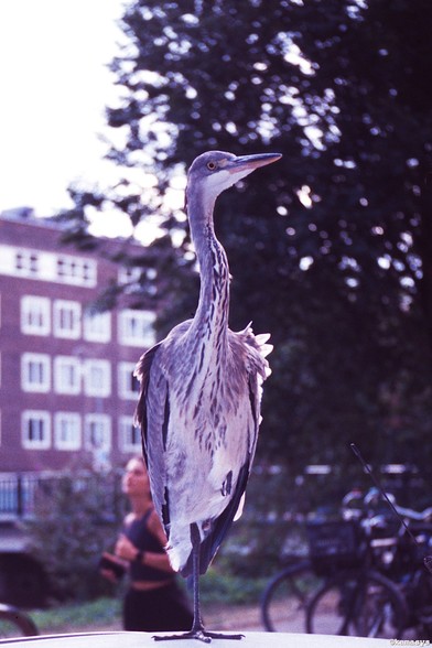 Amsterdam - Jozef Israëlskade