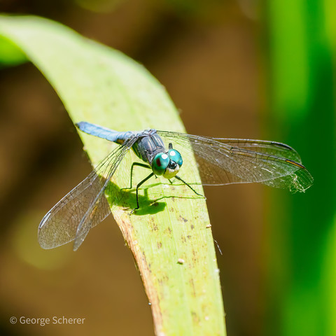 A blue dasher dragonfly, with huge bright blue eyes, a blue body, and transparent wings, perched on a broad blade of grass.  The dragonfly is viewed from the front and slightly above.