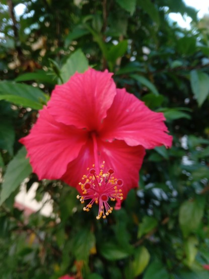 A red China rose or Hibiscus rosa-sinensis