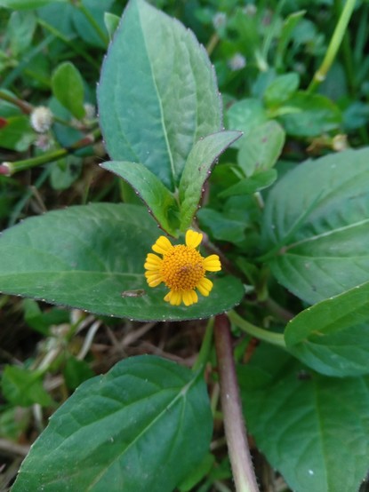 A closer photo of a tiny yellow flower between green leaves.