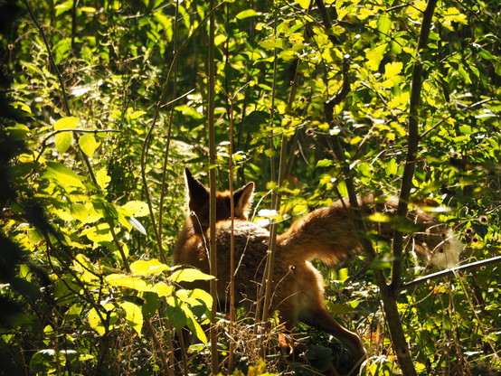 Jede Menge Gestrüpp, in der Mitte ein Fuchs von hinten. Er wird von der Sonne beleuchtet.  