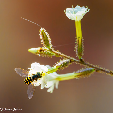 Hoverfly perched on a very bright white flower.  The fly has  bright yellow markings on a black abdomen, and a black head and torso.  The wings are translucent.  The background is out of focus and tan colored.
