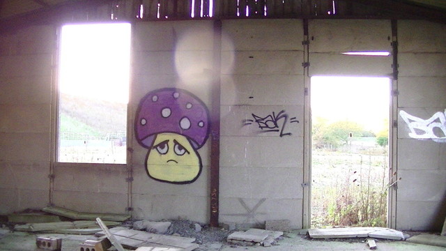 view from inside a derelict concrete shed or something idk, slotted concrete like, with a rotting tongue and groove gable end, light shining throo the gaps. missing window hole on the left. missing door hole on the right, teasels and stuff outside. And the star of the photo, a sad faced purple and white spotted capped mushroom graffitied on the wall, in the middle.