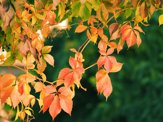 Bätter von Wildem Wein in herbstlicher Verfärbung vor dunkelgrünem Hintergrund