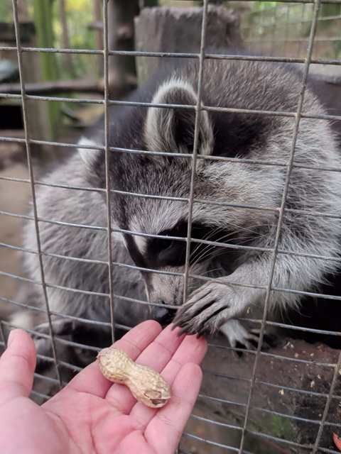 Ein Waschbär greift durch ein Gitter nach einer Erdnuss 