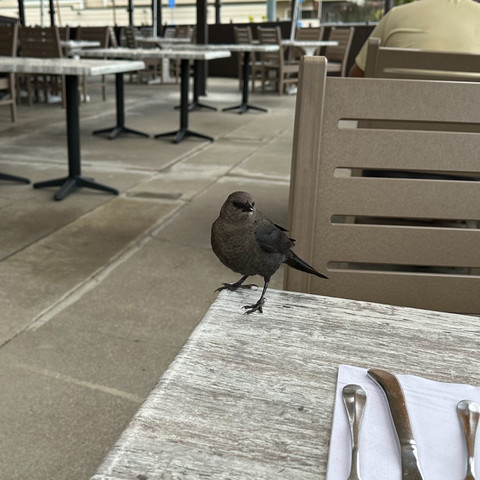 A small blackbird is standing on the far corner of a table in a restaurant.  There are eating utensils on a napkin visible in the foreground, and other tables in the dining room are visible in the background.  The black bird is staring expectantly at the camera.