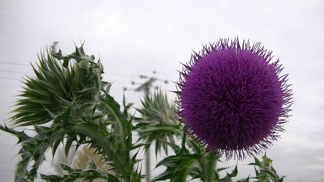 a large round purple thistley flower and bud against grey sky and powerlines