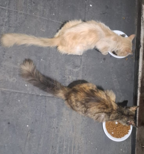 Dois gatos estão na vista superior. O gato na parte inferior da imagem tem uma pelagem marrom e preta e está perto de uma tigela com ração seca marrom. O gato na parte superior da imagem tem uma pelagem laranja e está perto de uma tigela. Ambos os gatos estão deitados de lado com os rabos esticados. O fundo é uma superfície cinza escura.

Fornecido por @altbot, gerado localmente e de forma privada usando Gemma3:27b e depois levemente editado pelo autor do toot.

🌱 Energia utilizada: 0.124 Wh