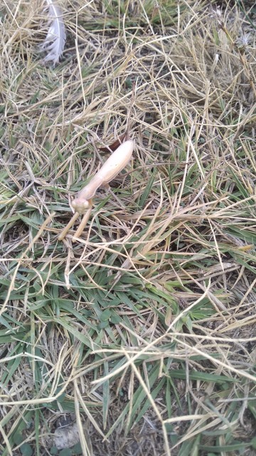 Sararmış otların üzerinde sarı bir yaprağa benzeyen peygamber devesi fotoğrafı var.