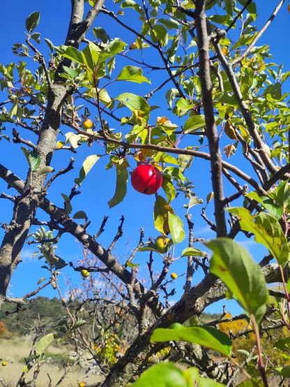 Photo d'une pomme d'un rouge vermillon dans un pommier sur fond de ciel bleu intense.