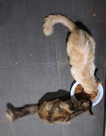 Gatinha tricolor e um gato branco-amarelo comendo ração de um mesmo prato de plástico descartável colocado em um chão de calçada de uma rua. Dá pra se perceber a desconfiança entre eles, com a Escaminha comendo bem da beirada do prato para ficar o mais distante possível do outro gato.
