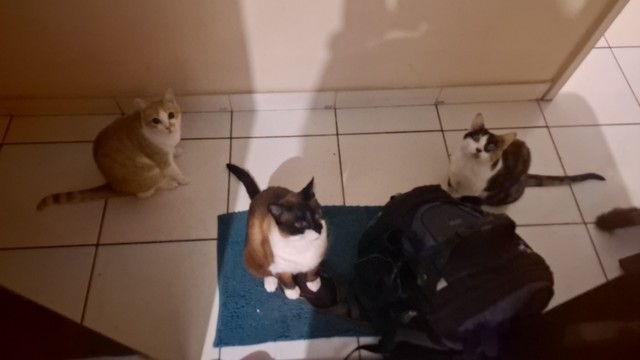 A imagem mostra um chão de azulejos vistos de cima. No centro do quadro, há um tapete verde (que parece algo azulado na foto). Há três gatos no tapete e no chão ao seu redor. O gato mais à esquerda é amarelo e branco. O gato do centro é um belo cialata com patinhas brancas. O gato da direita é uma típica tricolor. 
Todos os gatos estão olhando ansiosos para quem está tirando a foto.

Fornecido por @altbot, gerado localmente e de forma privada usando Gemma3:12b e posteriormente editado de forma …