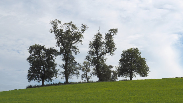 Fünf unterschiedlich hohe Laubbäume an einer Horizont-Kante. Unten grüne Wiese, oben grau bewlkter Himmel. Die Bäume wirken, als würden sie tanzen. 