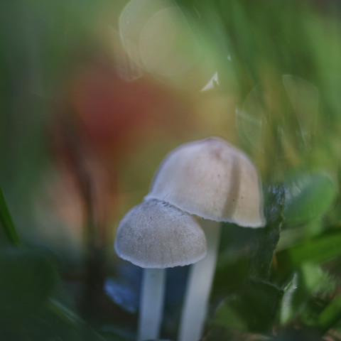 Zwei winzig kleine Pilze im Gras.