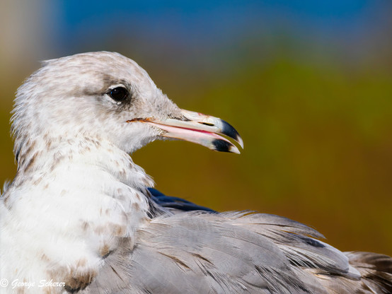 Close up of the head, neck, and upper back of a Juvenile pacific seagull. The bird has a scattering of brown feathers mixed in with mostly white feathers.  It is looking to the right over its shoulder, after being (inadvertently) disturbed by an obnoxious photographer.  The background is out of focus green, tan, and blue.