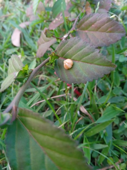 A closeup photo of a plant with brownish green leaves. A little yellow flower like thing is sitting on a leaf. Green grass are visible as background