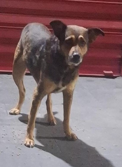 Cachorro vira-lata de tamanho médio, caramelo com alguns pelos mais escuros. Olhando diretamente para a câmera com carinha de coitadinho.