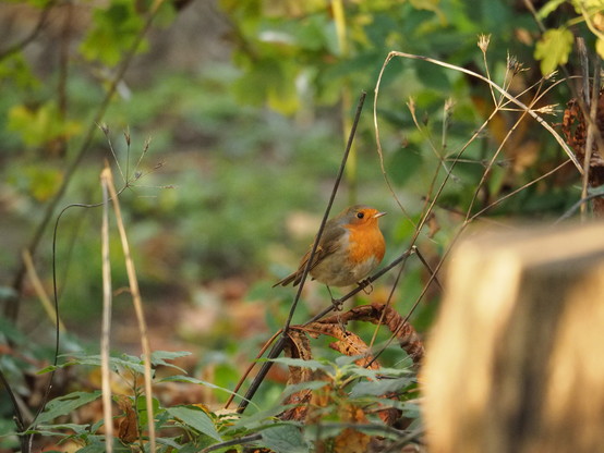 Hinter etwas Gestrüpp sitzt ein Rotkehlchen auf einem bodennahem Zweig