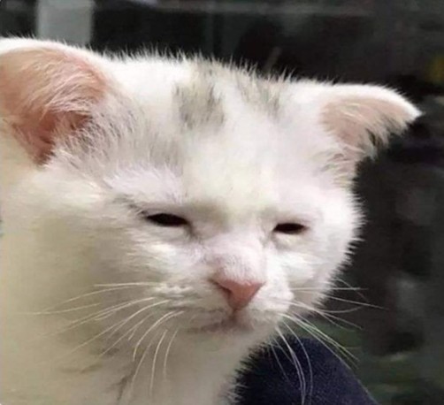 White cat looking rough, just like it awoke from a 100 year nap.