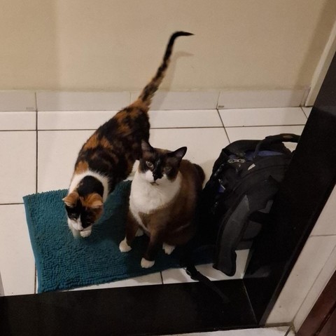Dois gatos que parecem bem ansiosos. A tricolor, com o rabo anormalmente longo, parece estar andando para frente. E um grande cialata olha para o humano tirando a foto com expressão de quem está esperando alguma coisa dele.
