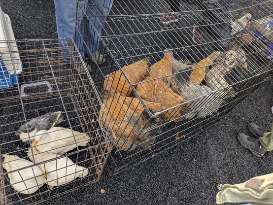 DUCKS
CHICKENS
MORE DUCKS