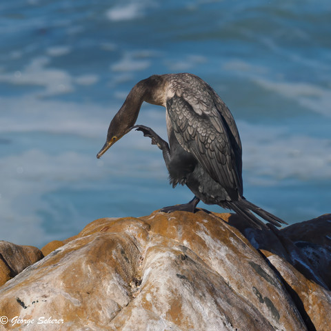 Double crested cormorant, standing on a tan-colored rock, with the foamy blue ocean in the background.  The rocks are streaked with white, and the background ocean is out of focus.  The bird is facing to the left.  It has bent its long neck down so it can reach up with its left foot to scratch the side of its head.