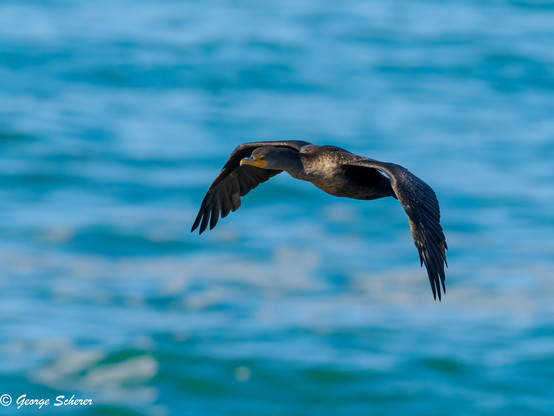 A double crested cormorant, caught in flight with spread wings.  The background is a brilliant blue, and out of focus.