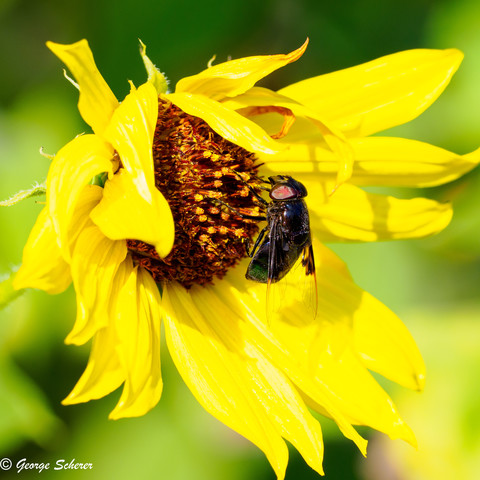 Close-up of large black syrphid fly on a bright yellow sunflower against a green out of focus background.  