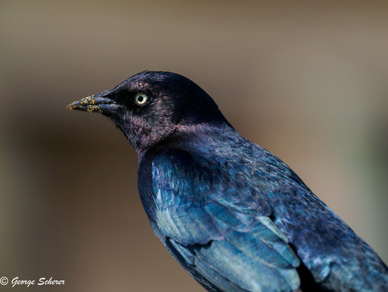 Close up of the head and upper torso of a Brewer's blackbird, seen in profile, facing to the left.  The background is tan and out of focus.  The bird's feathers are iridescent black on the  its head, and appear blue-black on the body.  The bird's beak is covered in sand.