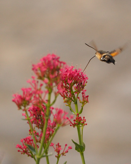 Eine Pflanze mit roten Blüten und ein kleiner Schmetterling.
Taubenschwänzchen (Macroglossum stellatarum)