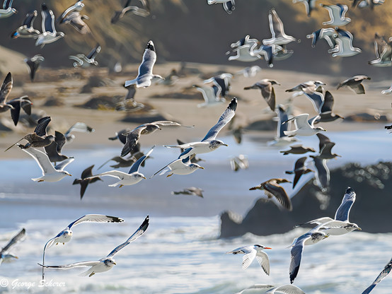 Flock of seagulls in flight, filling the image.  In the background is an out-of-focus rocky beach and ocean surf.