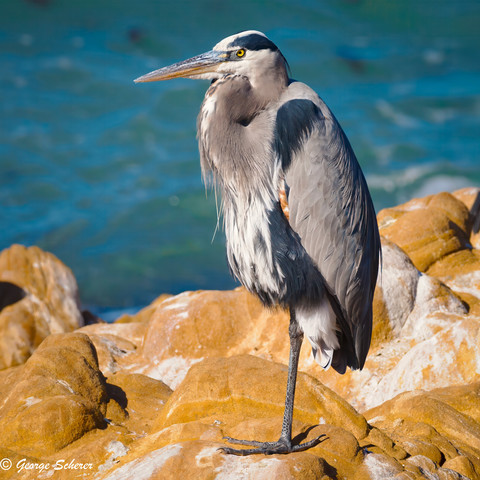 A Great Blue Heron, standing on one leg on white-streaked tan rocks, with the blue ocean in the background.