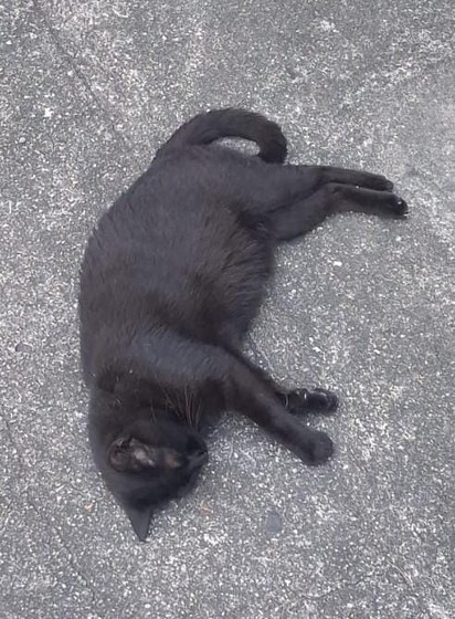 Gatinho preto dormindo profundamente em um algum tipo de chão de cimento.