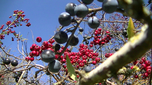 sloe berry's in the foreground on Blackthorn. Hawthorn berry's in background on tree. leaves have  died and fell off. Just fruit and branches. no leaves