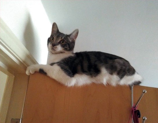 A young cat (standard moggie) rests on top of an open living room door. She can see all that goes on.