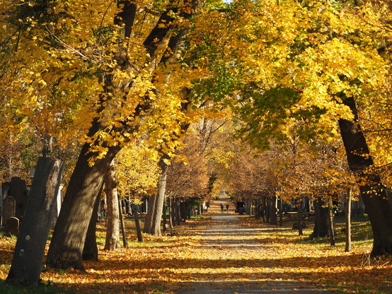 Eine Allee mit goldenem Herbstlaub, am linken Bildrand einige Grabsteine, in der Ferne Spaziergänger auf dem Weg. 