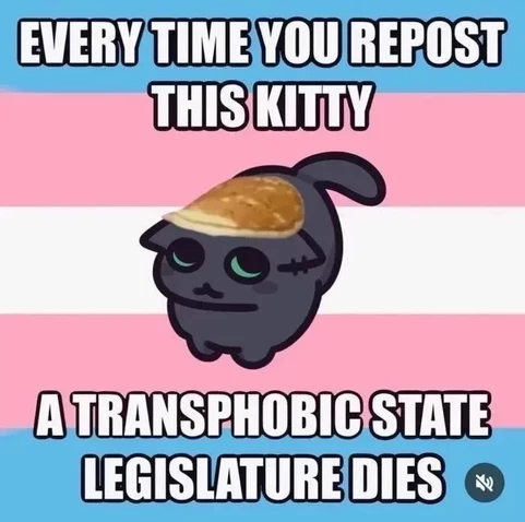 A cartoon black cat with green eyes stands in front of the transgender pride flag. The cat has a piece of bread on its head like a hat. Bold white text above and below the cat reads: “EVERY TIME YOU REPOST THIS KITTY, A TRANSPHOBIC STATE LEGISLATURE DIES.”