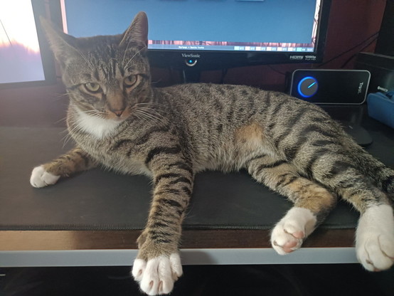 Photo of Rivo, my cat