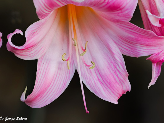 Close-up of an amaryllis belladonna flower.  The petals are white with ping stripes.  The background is dark and out of focus.