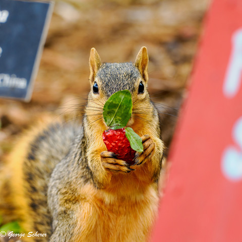 Close-up photo of a squirrel, facing the camera, using its front paws to hold a red, wrinkled berry-like fruit up to its mouth. The squirrel is peeking out from behind an out-of-focus red sign. No words are visible on the sign.