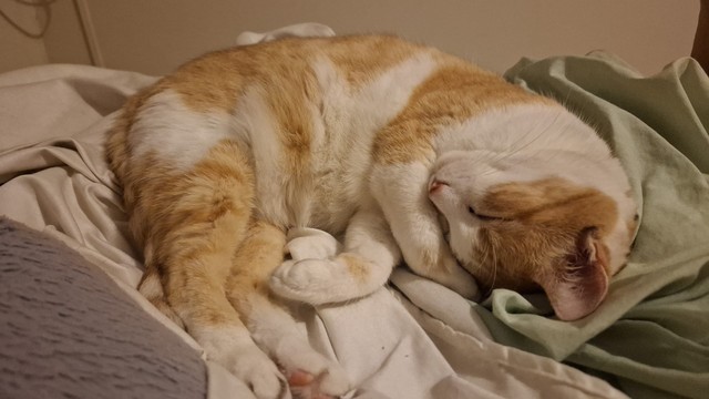 Linda gatinha amarela e branca dormindo enroscada em cima de uma cama. O tom geral da imagem é de profunda preguiça.