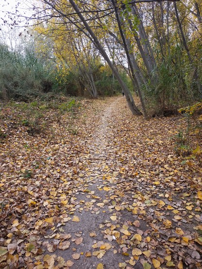 Se ve un camino rodeado de vegetación de rivera del río y cubierto de hojas marrones caídas de los árboles. La vegetación otoñal mezcla colores verdes y marrones. Disfrutemos de este paisaje antes de que lo queme la IA de los demonios.