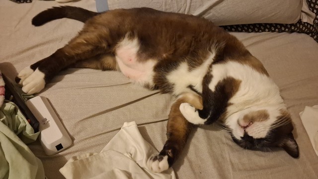 Gato sialata adulto deitado em uma cama com o rostinho virado para cima. A imagem passa uma impressão de extremo conforto, nenhuma criatura dorme transmitindo uma impressão tão relaxada quanto um gato.