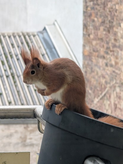 Ein rotes Eichhörnchen sitzt im Blumentopf und hat die Pfoten eingeklappt