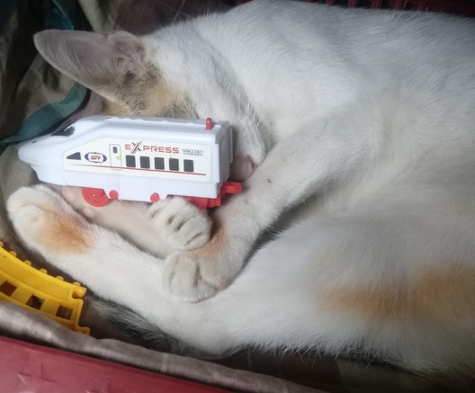 Mew a white-orange cat sleeping while hiding behind a train