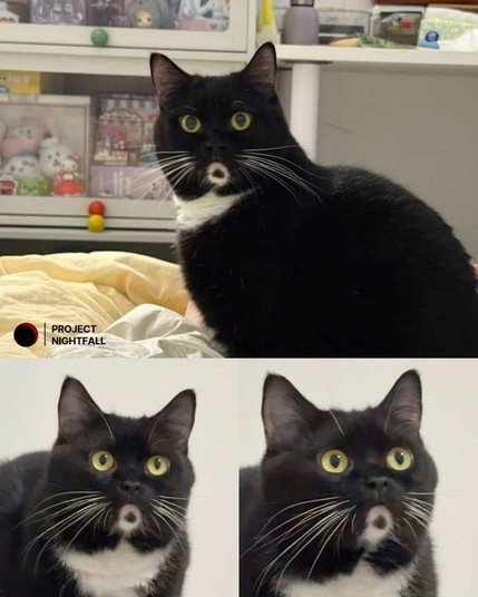 A cat with a fur pattern that makes it look like it's going O