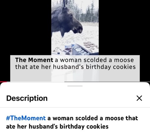 The Moment a woman scolded a moose that ate her husband's birthday cookies