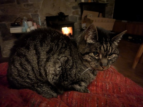 Blanket + fire + lap cat near a stone wall.
There is also tea, but not in the picture. It's cinnamon-orange black tea from Alaska. Very strong flavors.