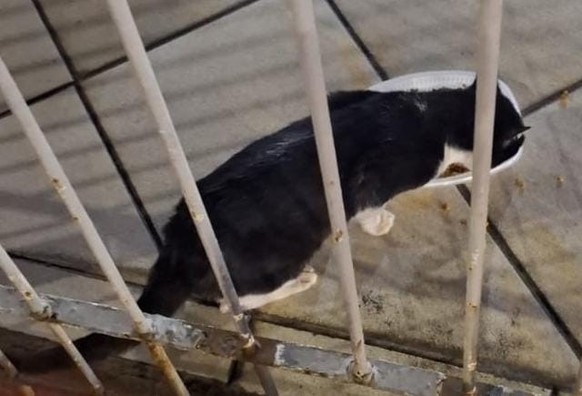 Um gato branco e preto é visto através de uma parede gradeada comendo ração em um pote de plástico.
